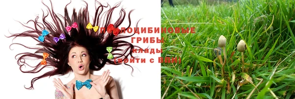 PSILOCYBIN Кодинск